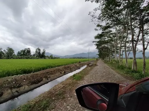 Irrigated Rice land for Sale