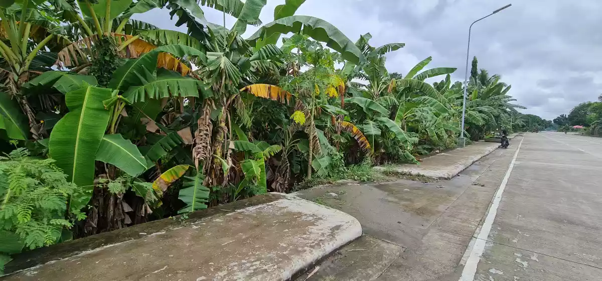 LOT along Sibulan Diversion Road — Residential Lot in Sibulan, Negros Oriental, Philippines — Photo 7