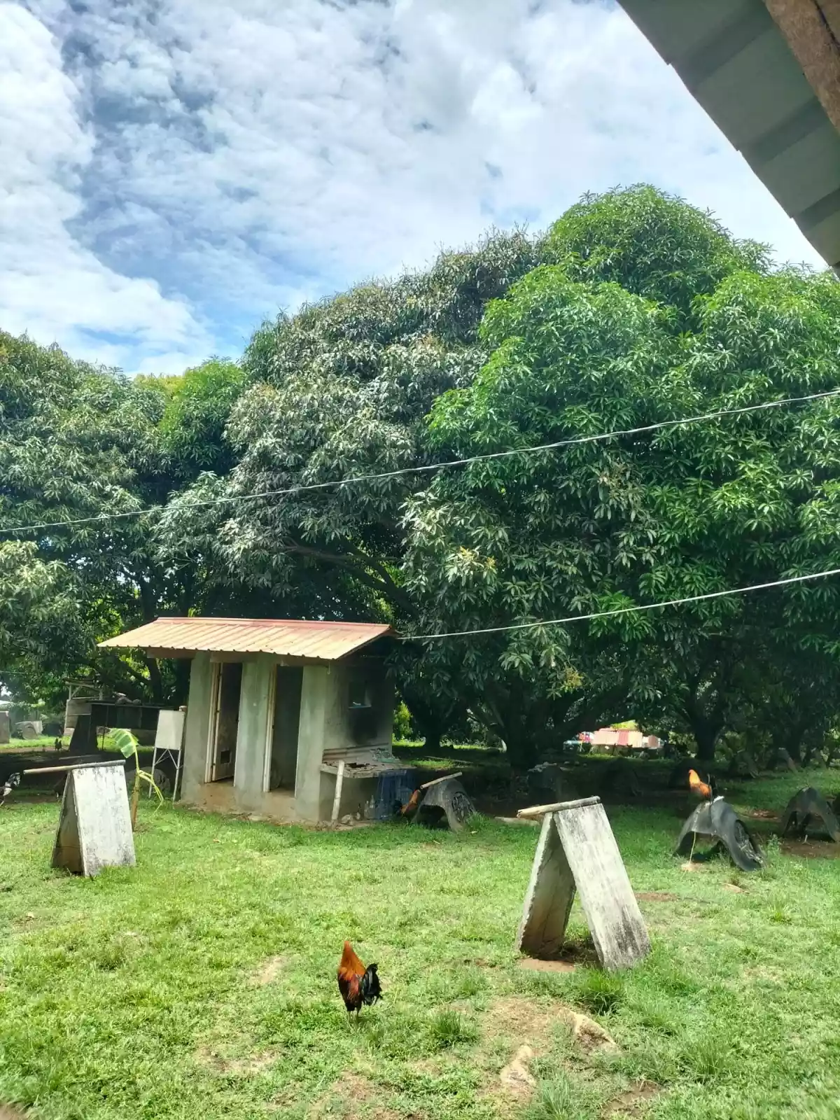 Lot For Sale Balili, Valencia Negros Oriental - photo 5