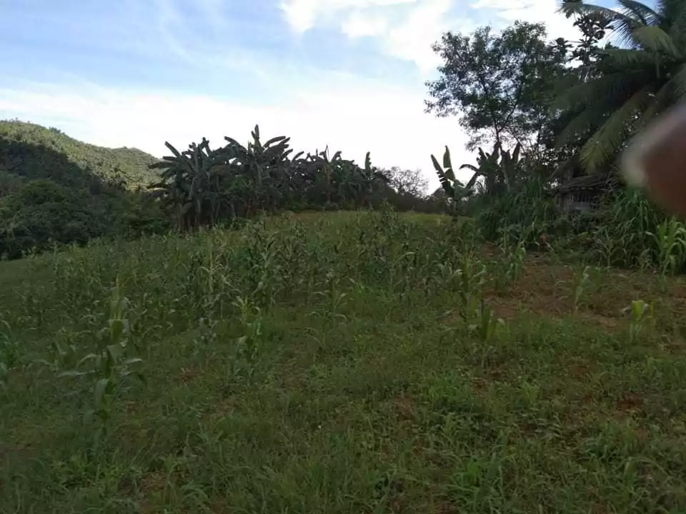 2,389 SQM LOT IN SAN REMIGIO, NORTH CEBU - photo 2