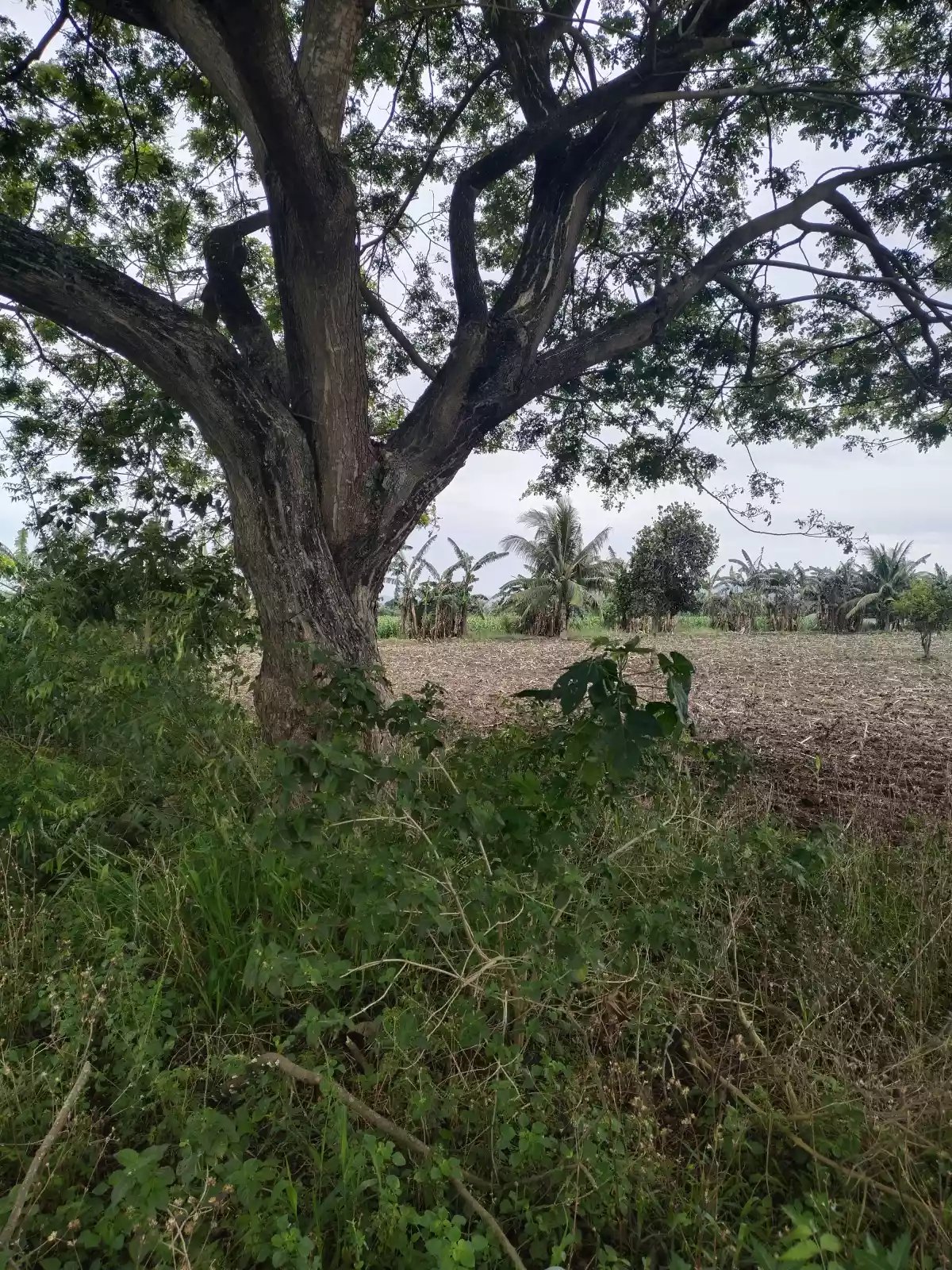 1 hectare ideal for Warehouse — Industrial Lot in General Santos City, South Cotabato, Philippines — Photo 4