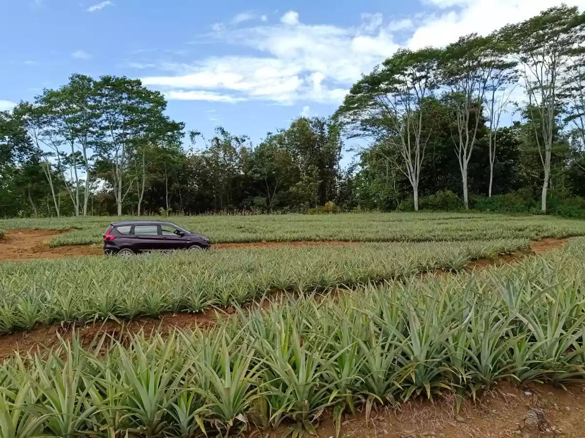 Pongol Libona MANOLO FORTICH — Agricultural Lot in Bukidnon, Philippines — Photo 3