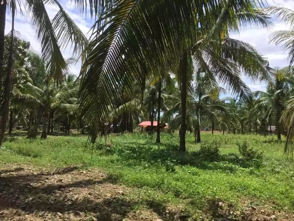 _LOT FOR SALE!  Carmen, Toledo City, Cebu...5.1 Hectares along brgy. Road  - photo 7