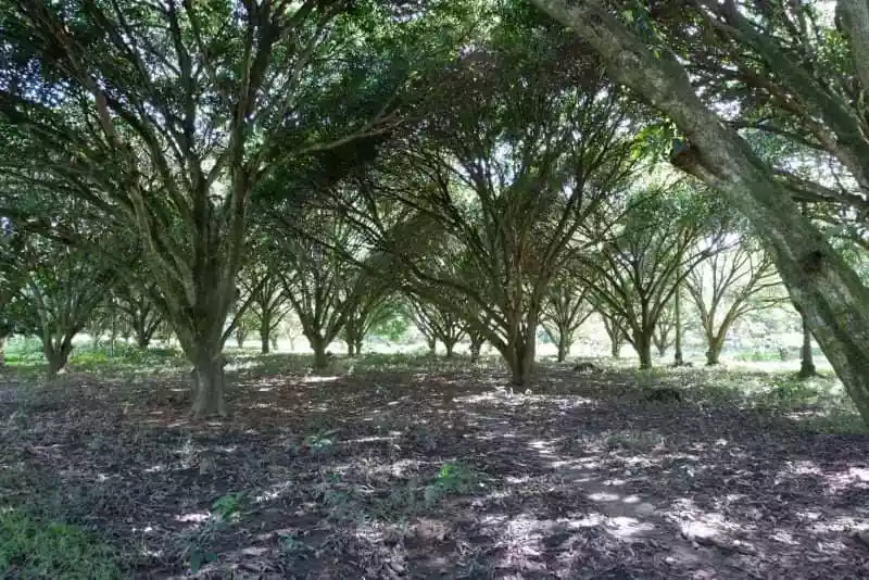 Rush Sale Lot in Arpili Balamban, Cebu Along National Roadâ€¼ï¸ - photo 4