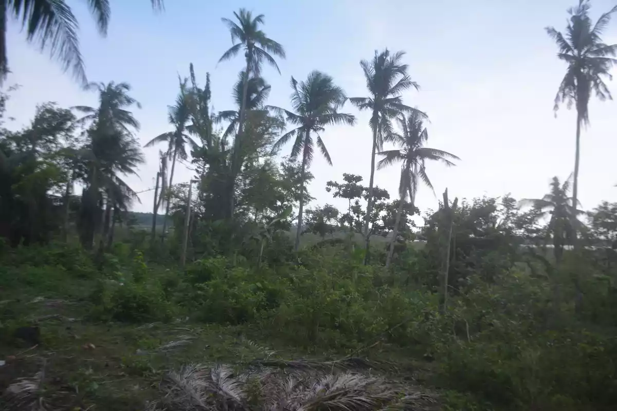 TITLED LOT FOR SALE IN CARCAR (LOT 1) - photo 4