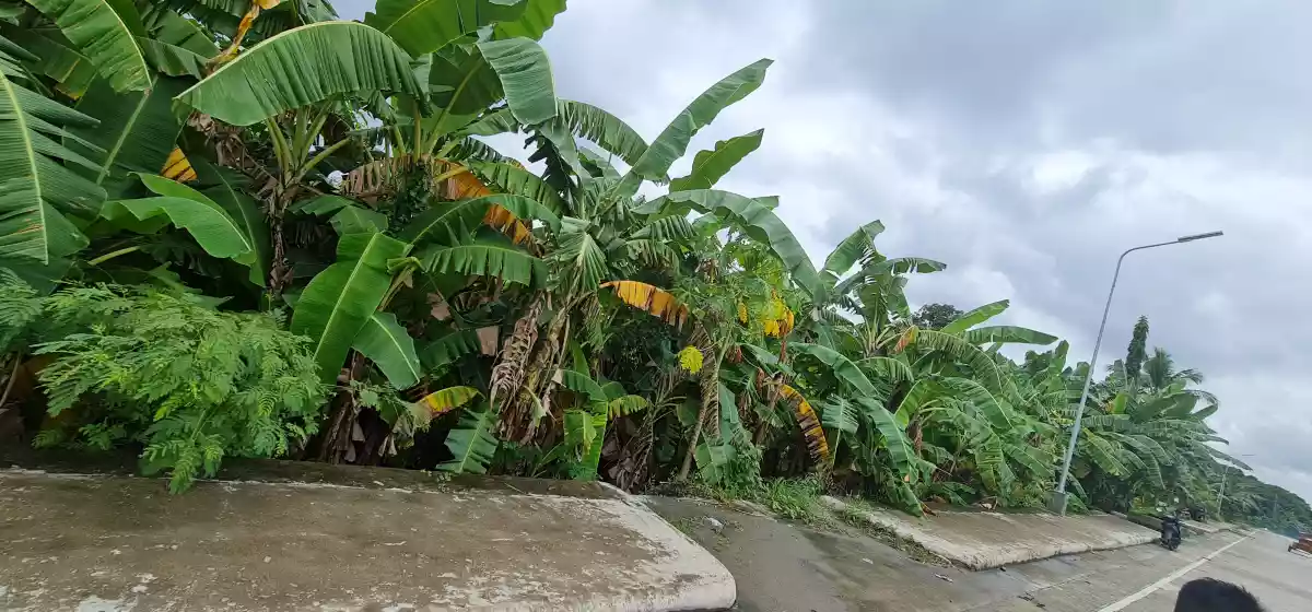 LOT along Sibulan Diversion Road — Residential Lot in Sibulan, Negros Oriental, Philippines — Photo 6