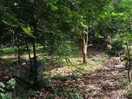 Farm Lot 1000sqm — Agricultural Lot in Negros Occidental, Philippines — Photo 6