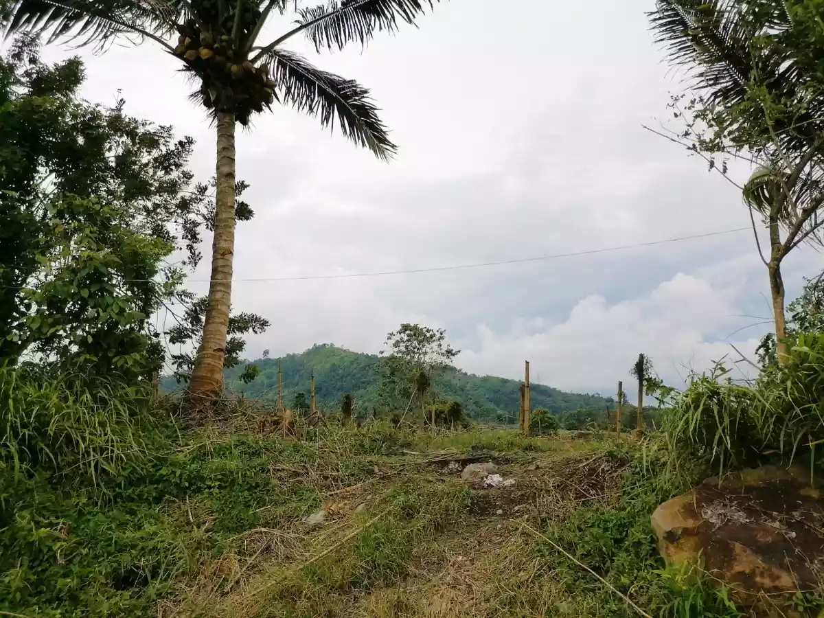 Beautiful Farm in Kablon Tupi For Sale - photo 4