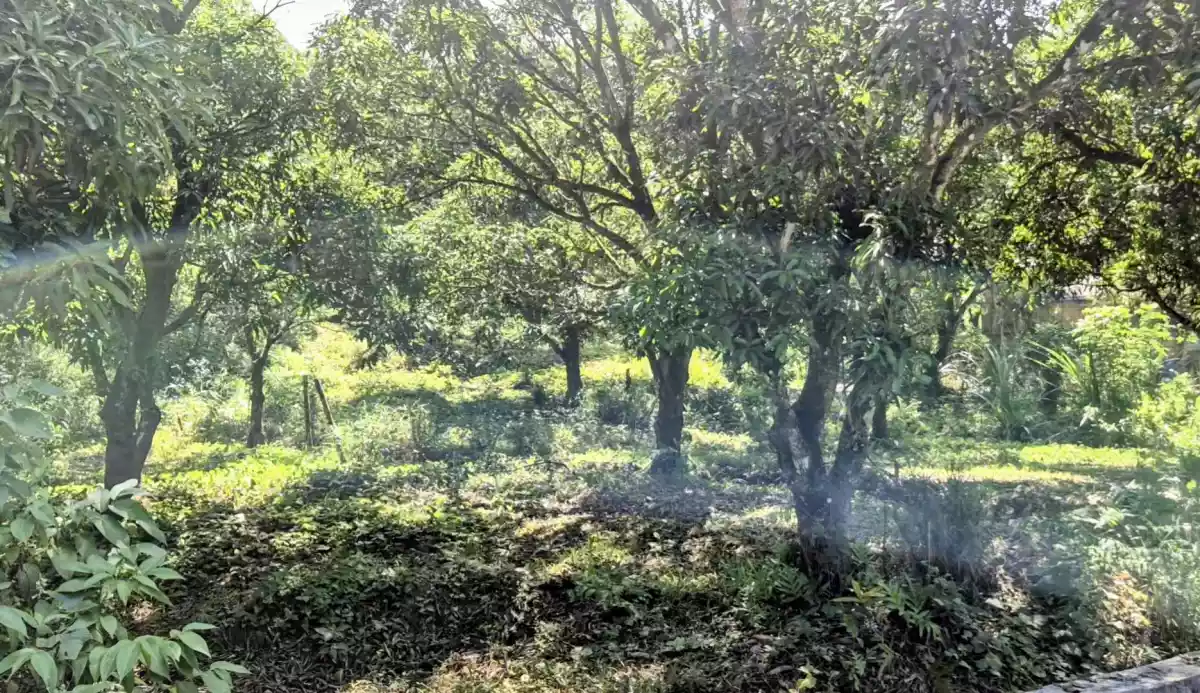 TREES THAT PRODUCE, LAND THAT PAYS. - photo 5