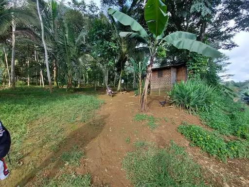 FARM LOT WITH FALCATA DURIAN MANGOSTEEN — Agricultural Lot in Claveria, Misamis Oriental, Philippines — Photo 3