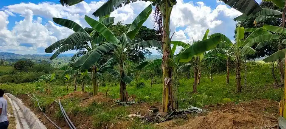 LOT FOR SALE IN BARILI, CEBU - photo 5