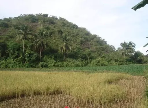 Developed Farm Lot For Sale in Ronda, Cebu — Agricultural Lot in Cebu, Philippines — Photo 6