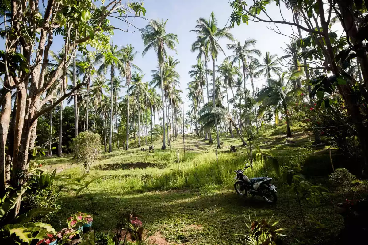 Overlooking Clean Title Lot for Sale in Bangcal,Jimalalud, Negros Oriental — Agricultural Lot in Jimalalud, Negros Oriental, Philippines — Photo 4