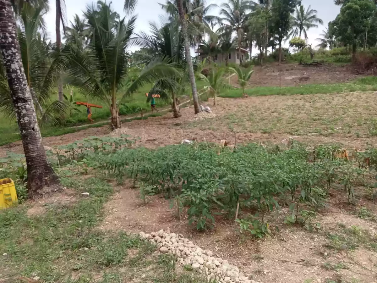 FARM LOT SAN FERNANDO AND CARCAR — Agricultural Lot in Carcar City, Cebu, Philippines — Photo 4