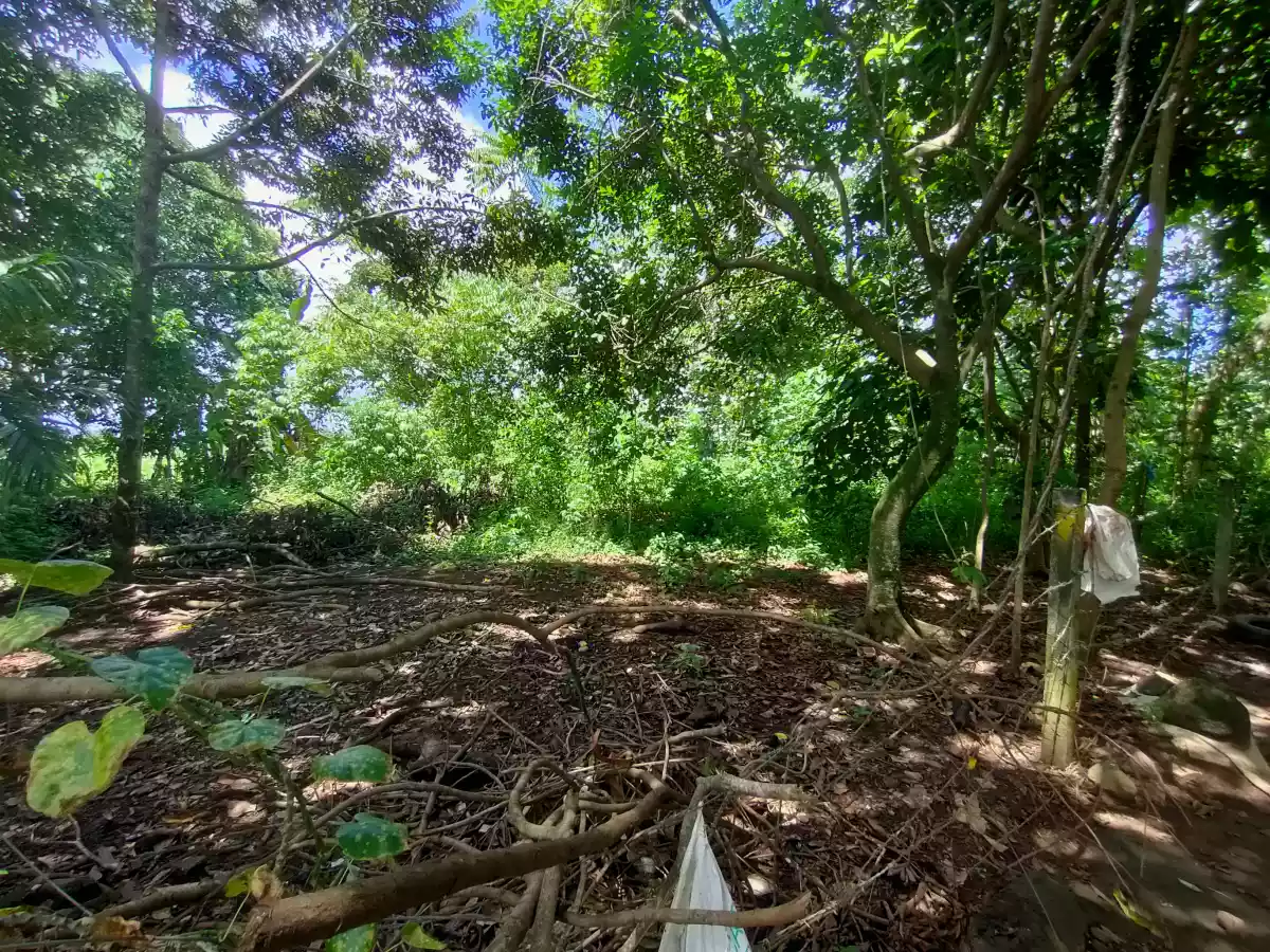 LOT for Sale in Bagontaas, Valencia City — Agricultural Lot in Valencia City, Bukidnon, Philippines — Photo 4