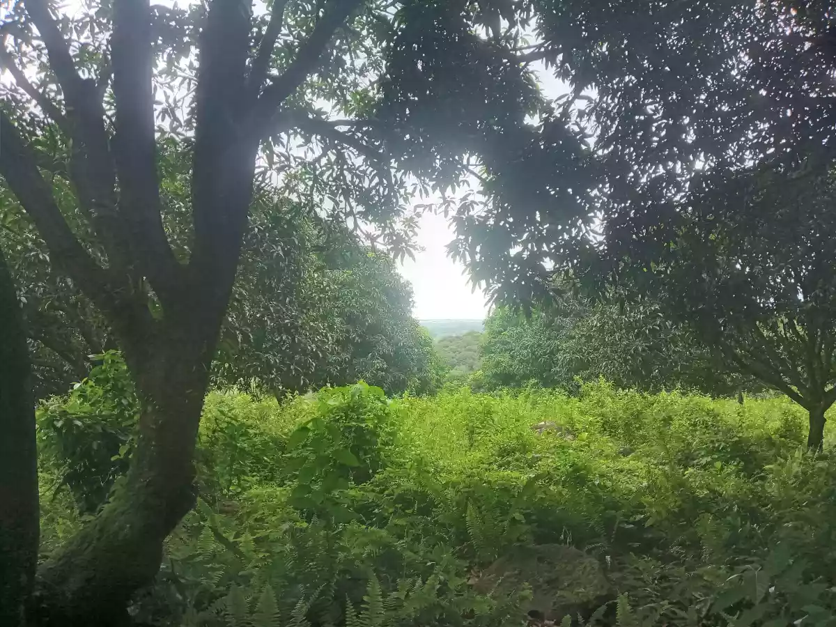 4.3 Hectares For Sale Amlan - photo 3