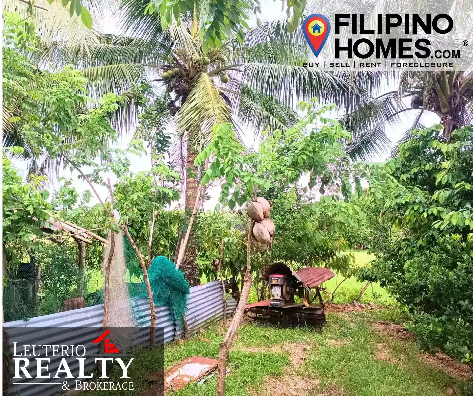 Rice Land For Sale located in Brgy. Kulawit Atimonan Quezon 6,257sqm  - photo 3
