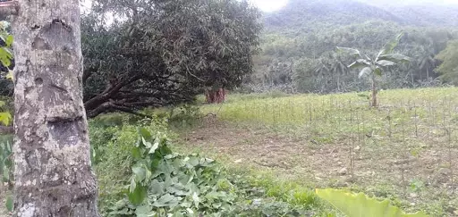 Agricultural Lot for sale in Asturias Cebu 5hectares — Agricultural Lot in Asturias, Cebu, Philippines — Photo 3