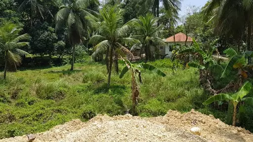 LOT for sale or for lease in Asturias, Cebu — Agricultural Lot in Asturias, Cebu, Philippines — Photo 3