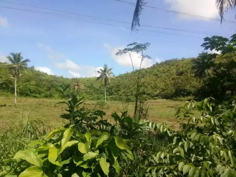 Lot for Sale in Sogod - photo 6