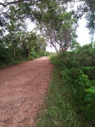 Lot Only — Agricultural Lot in Panglao, Bohol, Philippines — Photo 4