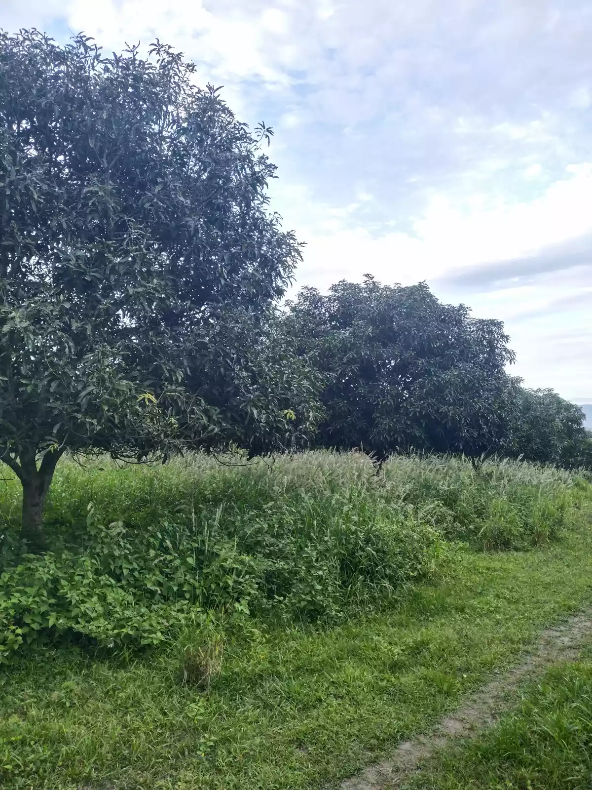 MANGO FARM Gensan area  - photo 3