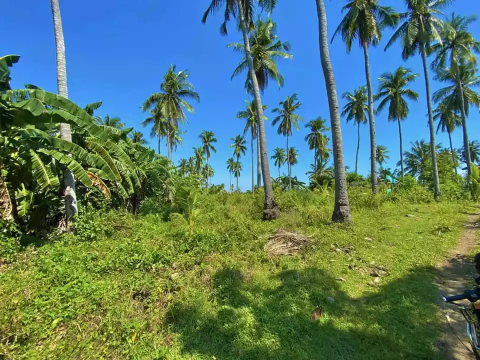 Lot for Sale in Quezon Province — Agricultural Lot in San Andres, Quezon, Philippines — Photo 2