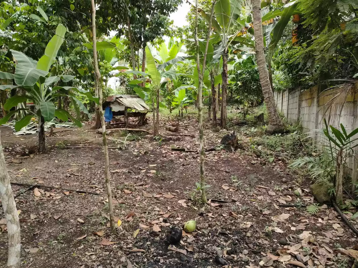 429 SQM. LOT FOR SALE IN JAWA VALENCIA - photo 2