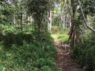 HOT Coconut Farm Land @ 34.52/sqm - photo 4