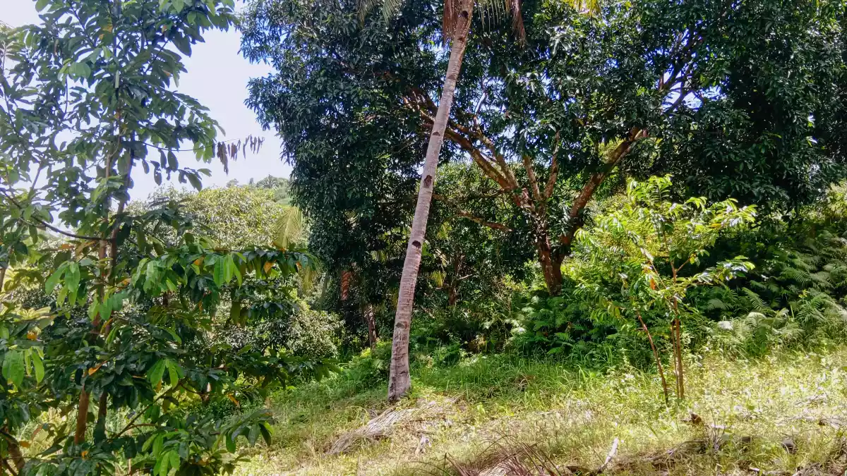 Overlooking Farmland For Sale - photo 6