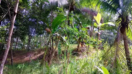 Bayugan City Farm Lot For Sale — Agricultural Lot in Bayugan City, Agusan del Sur, Philippines — Photo 5