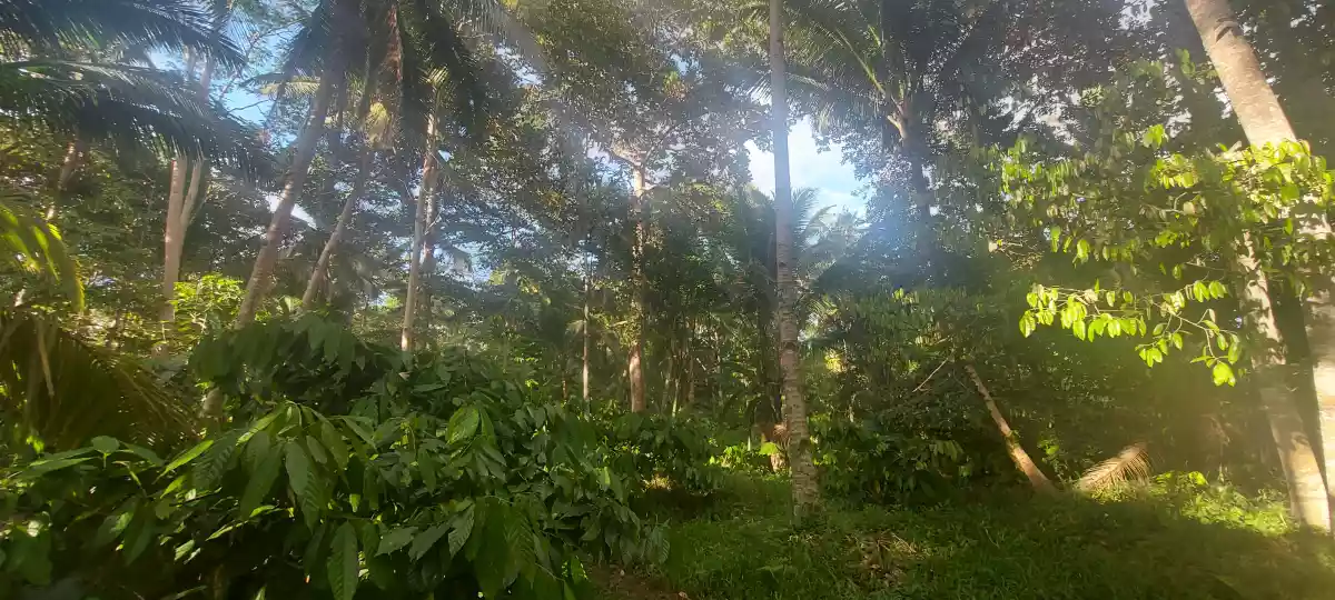 Farm lot for sale - photo 3