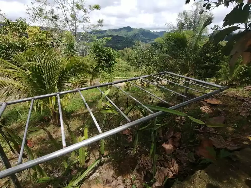 Paril Farm for SALE Cebu City  - Titled Property - photo 2