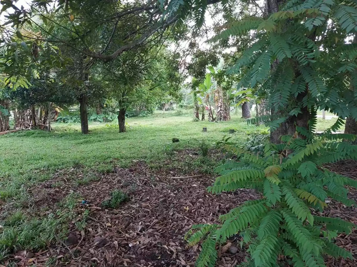 LOT FOR SALE - photo 3