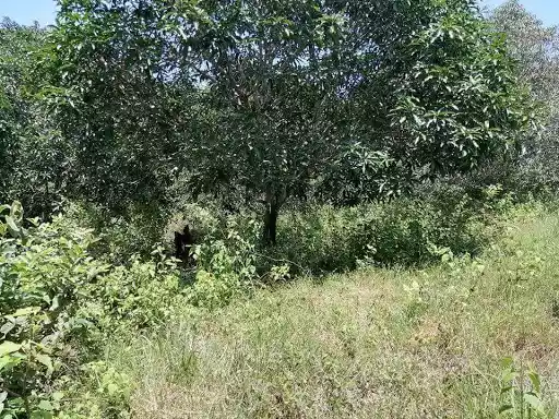 122 — Agricultural Lot in Agusan Del Norte, Philippines — Photo 2