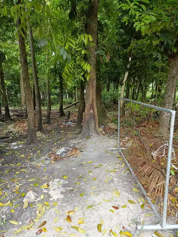 Residential Lot for Sale in Catarman Dauis, Bohol - photo 5