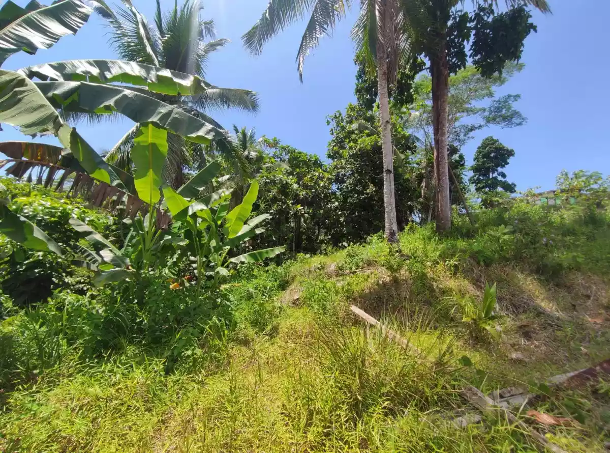 Booming Uptown Luha, San Jose, Tandag City  (Lot Area For Sale) — Agricultural Lot in San Jose Tandag City, Unnamed Road, Tandag — Photo 5