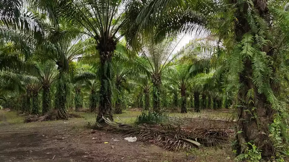 2 hectares african palm tree plantation