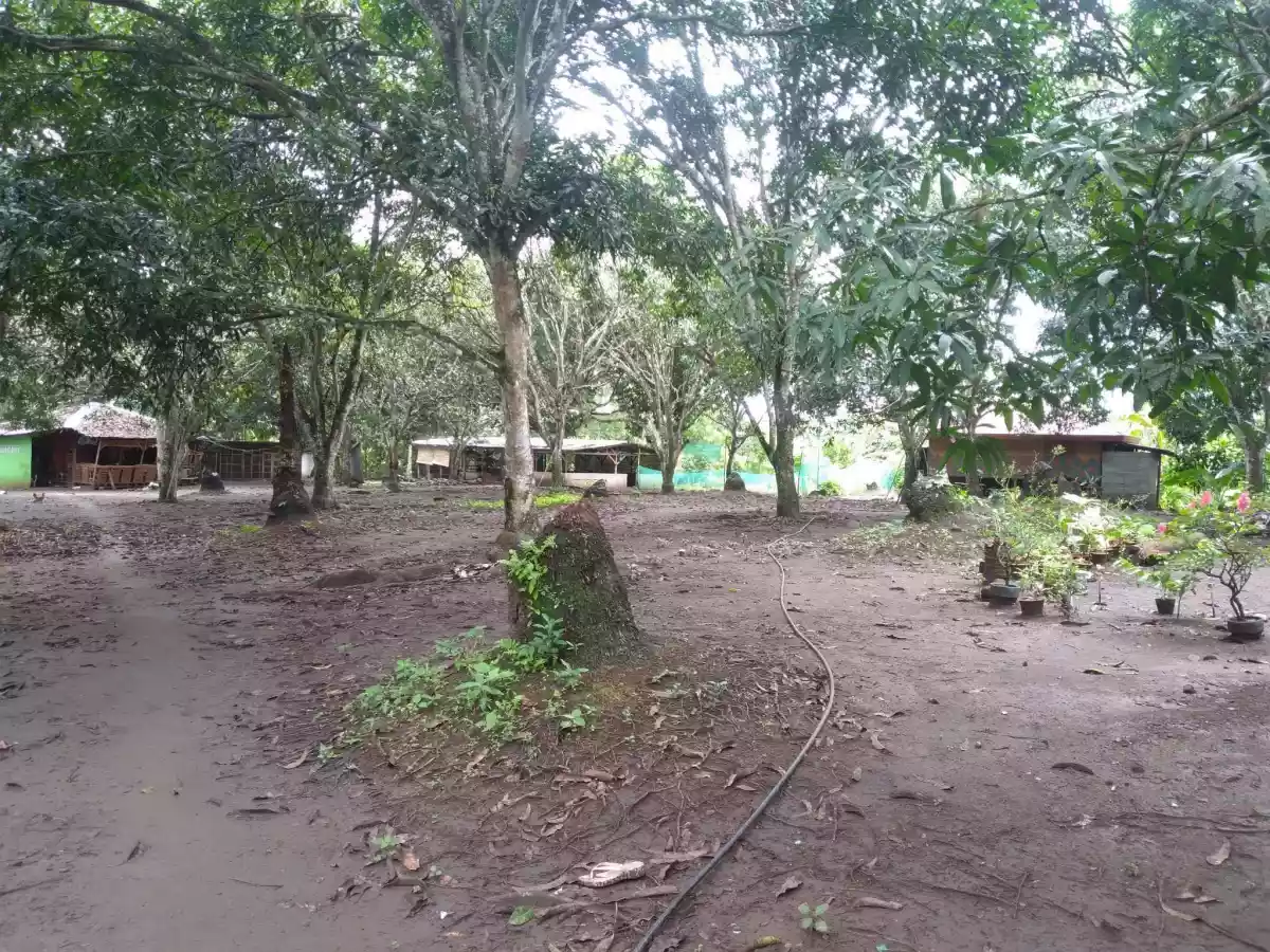 Farm Lot For Sale... - photo 5