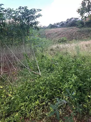Lot for Sale — Agricultural Lot in Bukidnon, Philippines — Photo 4