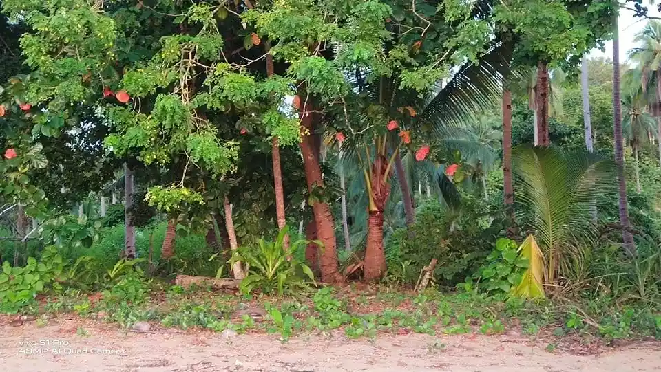 Beach Property For Sale — Beach Lot in Palawan, Philippines — Photo 4