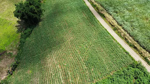 1.4 Hectare Farm Lot for Sale in Malaybalay city, Bukidnon — Agricultural Lot in Malaybalay, Bukidnon, Philippines — Photo 6