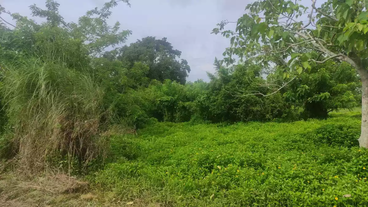 Rush Sale Farm Lot in City of Tayabas, Quezon — Agricultural Lot in Quezon, Philippines — Photo 4