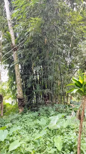 2 lots, 300 sqm each lot for Sale in Polonuling, Tupi, South Cotabato — Residential Lot in Tupi, South Cotabato, Philippines — Photo 3