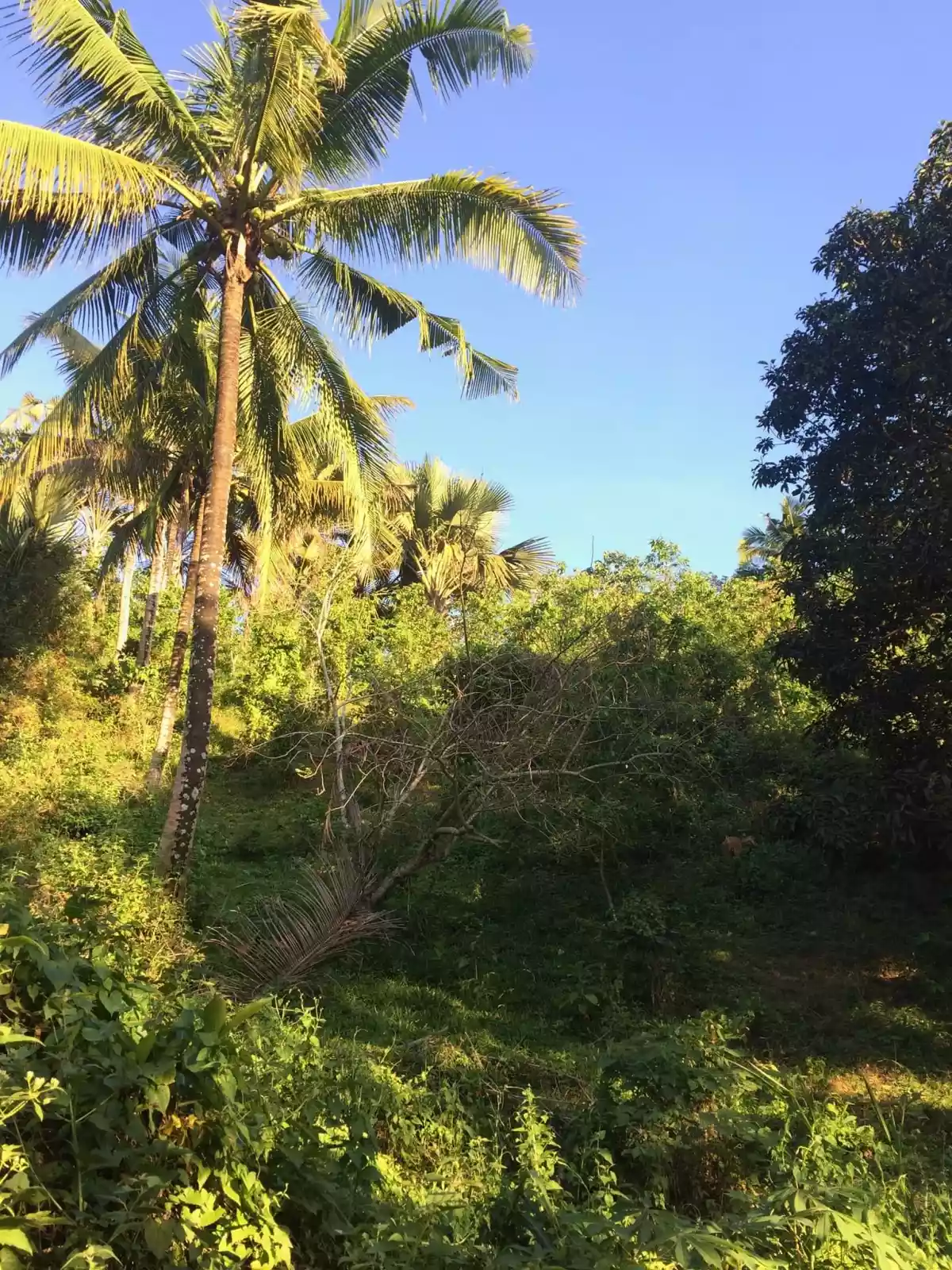 Farm Lot for Sale - photo 4