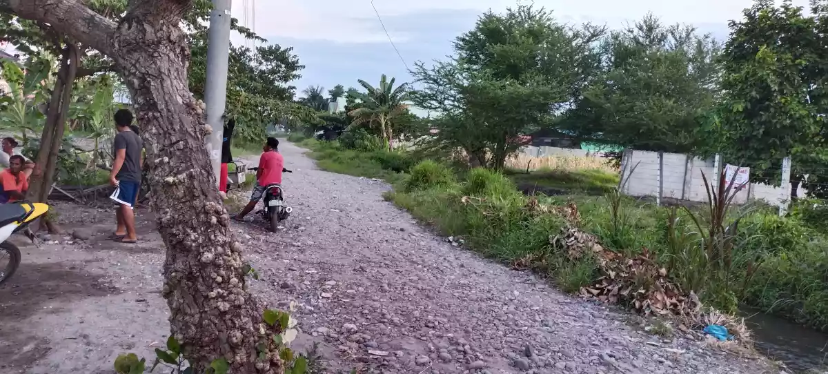 Lot only back of lessandra  - photo 2