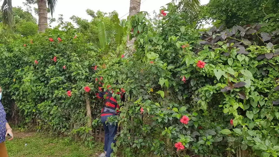 FARM LOT IN AMADEO, CAVITE FOR SALE WITH FRUIT BEARING TREES - photo 7