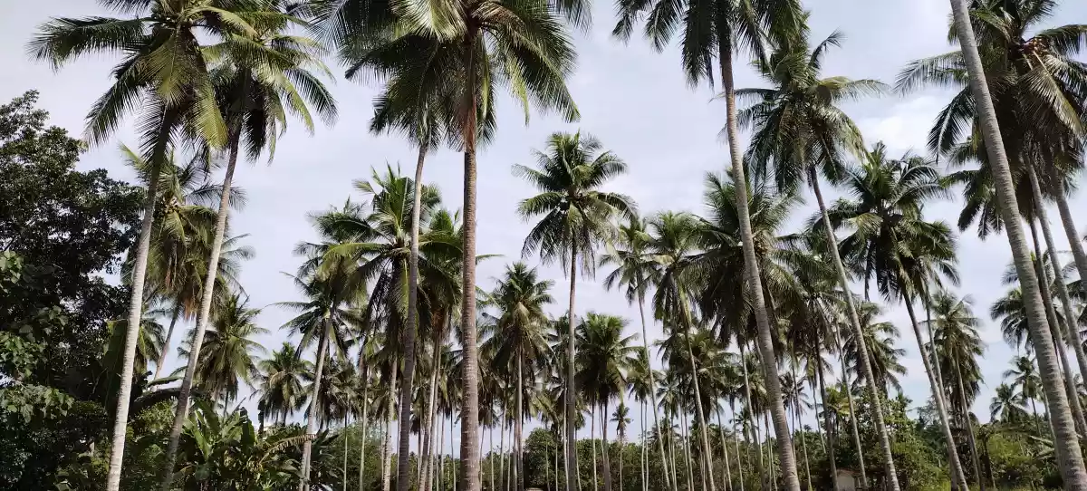 1 hec fully planted coconut — Agricultural Lot in General Santos City, South Cotabato, Philippines — Photo 4