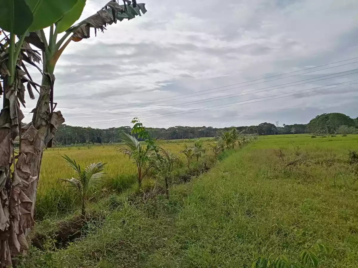 3 Hectares Farmland for Sale  - photo 3