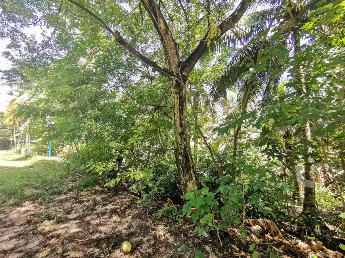 Lot for Sale in Argao - photo 5